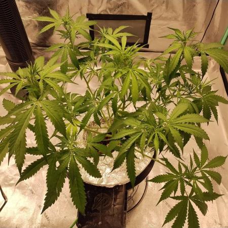 Blackberry Cream Auto DWC