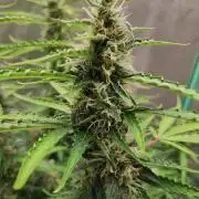 Blackberry Cream Auto DWC