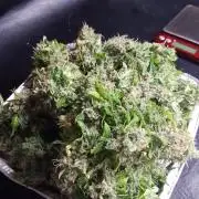 White Widow Extrm Auto #2