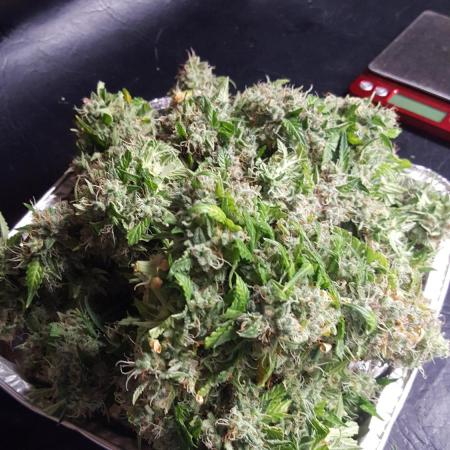 White Widow Extrm Auto #2