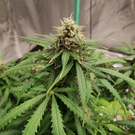 Blackberry Cream Auto