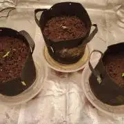 Blackberry Cream Auto