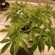 Blackberry Cream Auto DWC