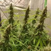 Blackberry Cream Auto DWC