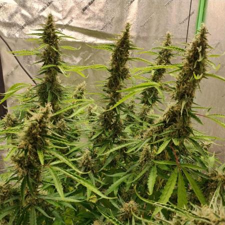 Blackberry Cream Auto DWC