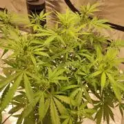 Blackberry Cream Auto DWC