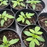 Tropicanna cherry