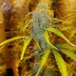 First Timer on the Grow Scene 