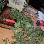 BLACK Cream - Sweet Seeds