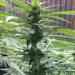 First Grow GreenCrack 