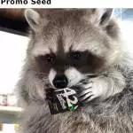Memes
