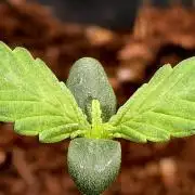 For my favorite Russian store, Cannado