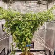 Fruit Gum fem COCOSIK