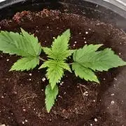 Sweet mandarine zkittlez XL auto *