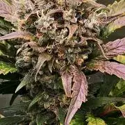 Sweet mandarine zkittlez XL auto *