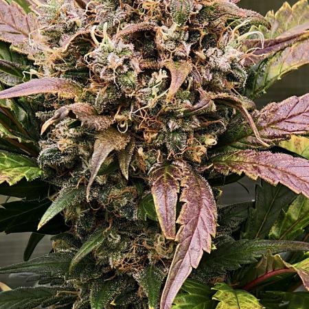 Sweet mandarine zkittlez XL auto *
