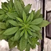 Sweet mandarine zkittlez XL auto *