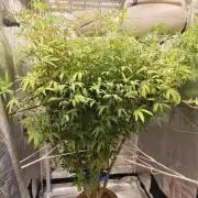 Fruit Gum fem COCOSIK