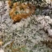 Fruit Gum fem COCOSIK