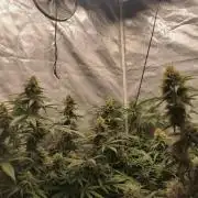 Cbd Critical xxl