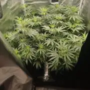 Cbd Critical xxl