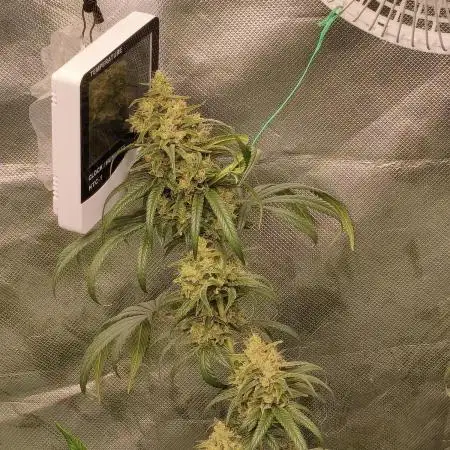 Cbd Critical xxl
