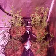 World of seeds, seedsman ,00