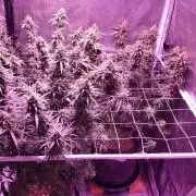 World of seeds, seedsman ,00