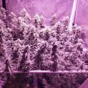 World of seeds, seedsman ,00