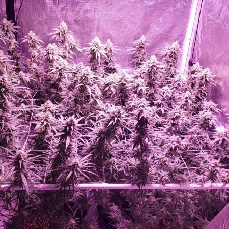 World of seeds, seedsman ,00