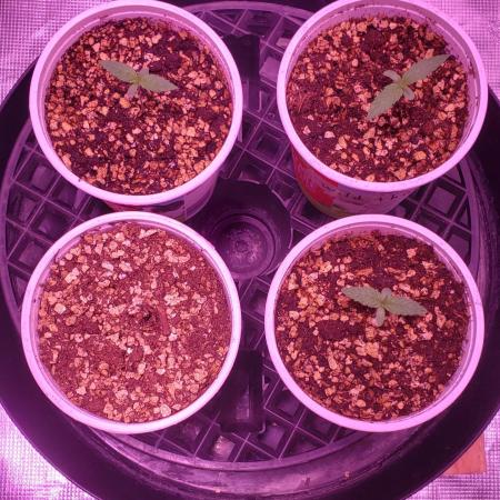 World of seeds, seedsman ,00