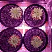 Tribute to willie nelson- the man