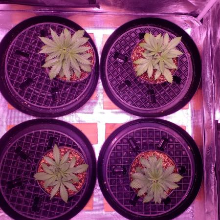 Tribute to willie nelson- the man