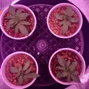 Tribute to willie nelson- the man