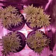 Tribute to willie nelson- the man