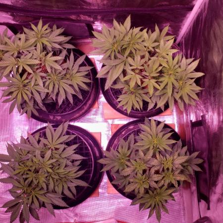 Tribute to willie nelson- the man