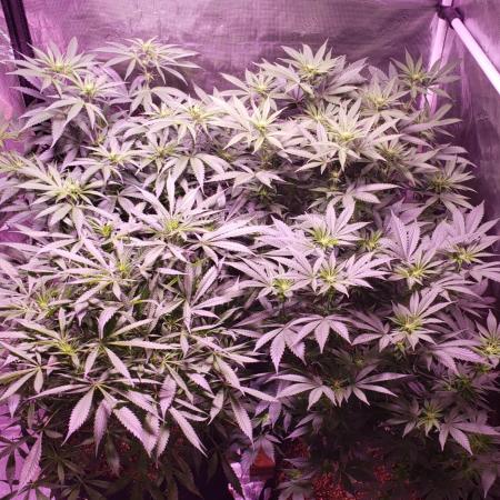 Tribute to willie nelson- the man