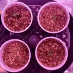 Tribute to willie nelson- the man