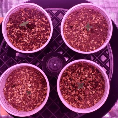 Tribute to willie nelson- the man