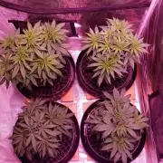 World of seeds, seedsman ,00