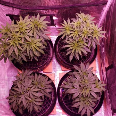 World of seeds, seedsman ,00