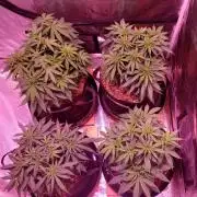 World of seeds, seedsman ,00