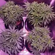 Tribute to willie nelson- the man