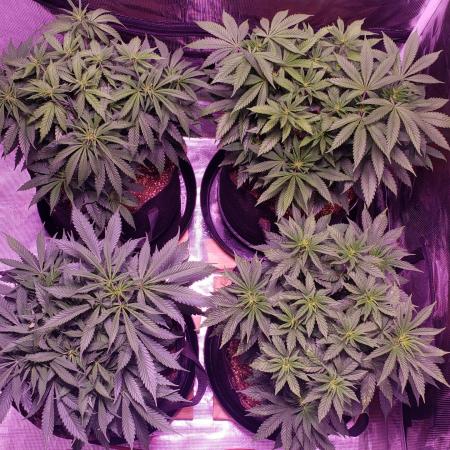 Tribute to willie nelson- the man