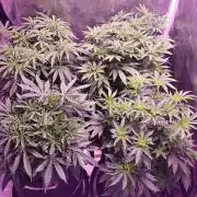 Tribute to willie nelson- the man