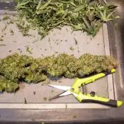 World of seeds, seedsman ,00