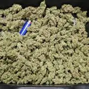 Blimburn , 00 , seedsman