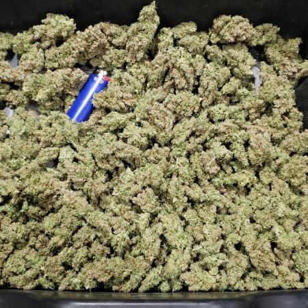 Blimburn , 00 , seedsman