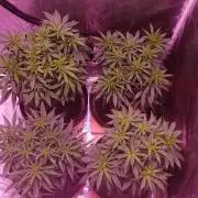 World of seeds, seedsman ,00