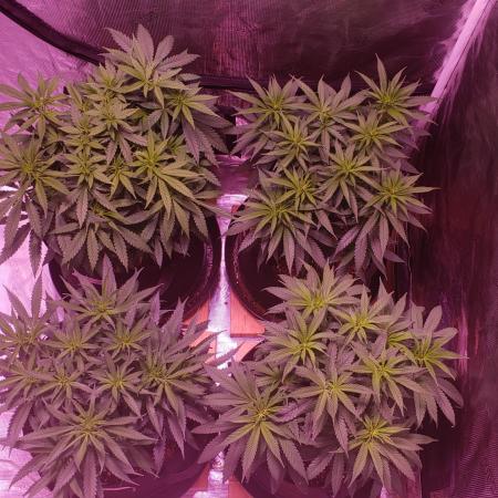 World of seeds, seedsman ,00